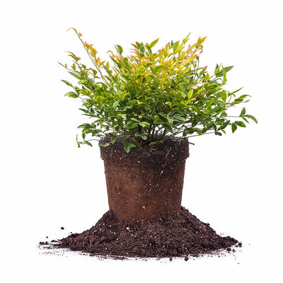 1 Gallon Nandina Twilight potted with yellow-green-white foliage, with soil piled around the base, isolated on a white background