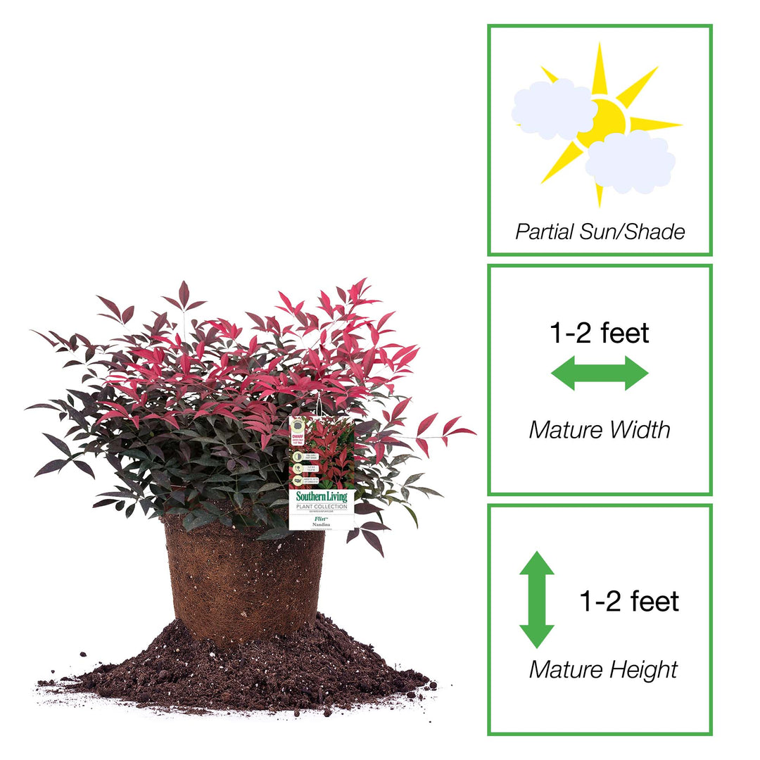 Nandina Flirt for Sale | Buy Nandina Online | Perfect Plants