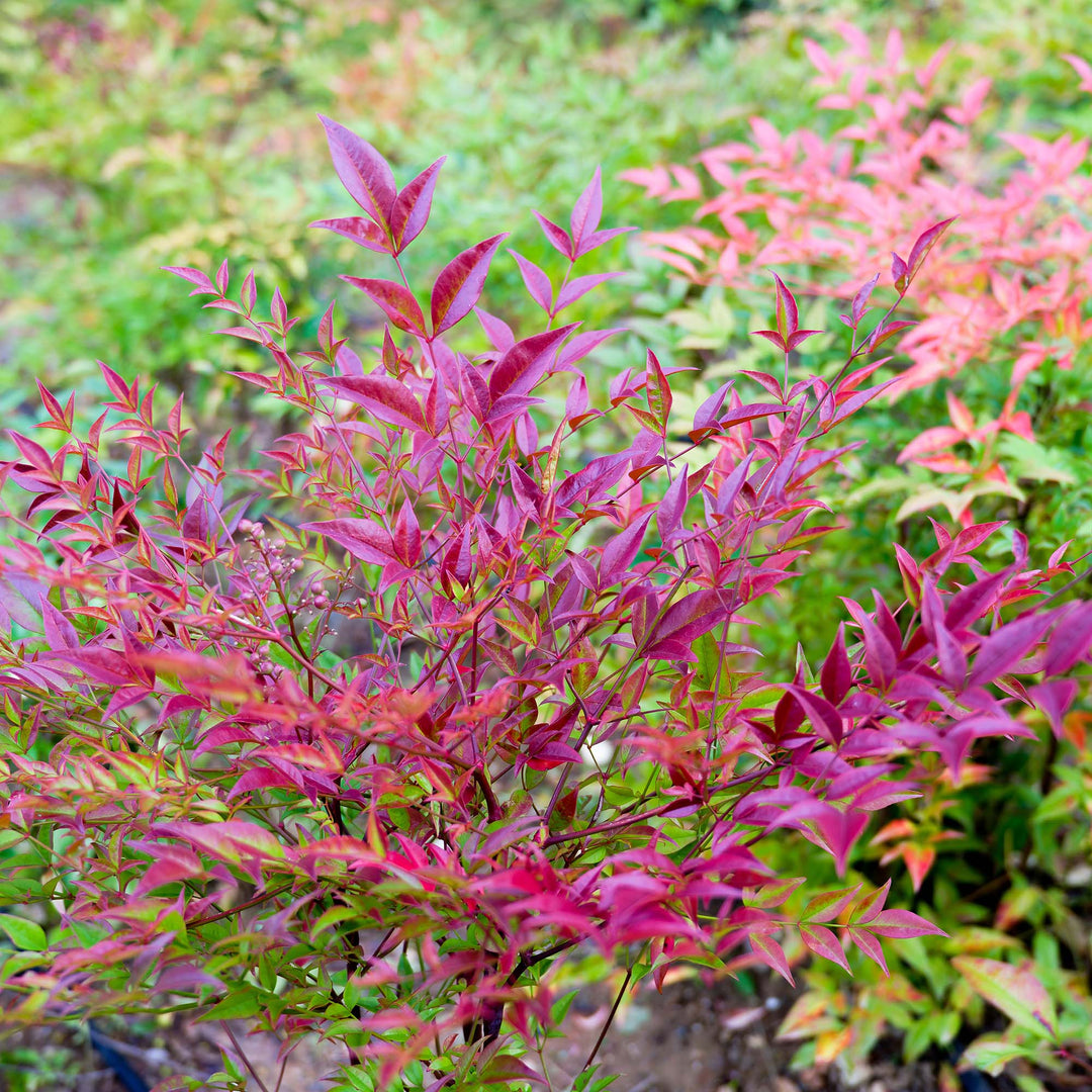 Nandina Flirt for Sale | Buy Nandina Online | Perfect Plants