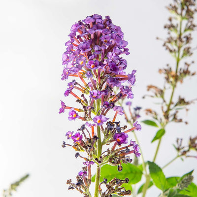 Nanho Purple Butterfly Bush