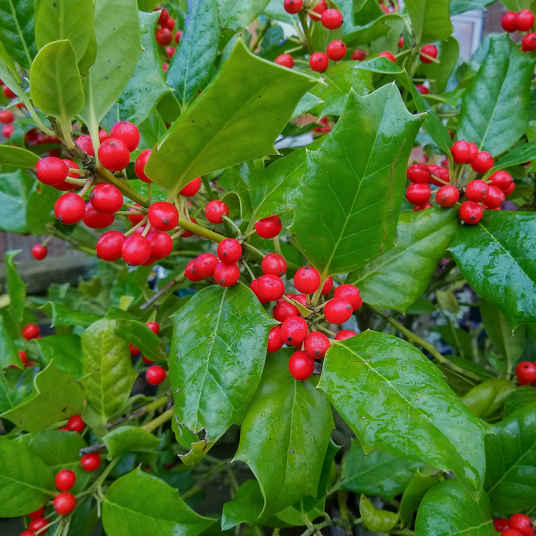 Ilex Evergreen Shrub Nellie R Stevens Holly Gallon Pot - Sandy's Nursery  Online, image size:1080x1080