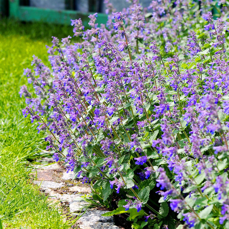 Whispurr blue catmint nepeta in full bloom along stone border front lawn