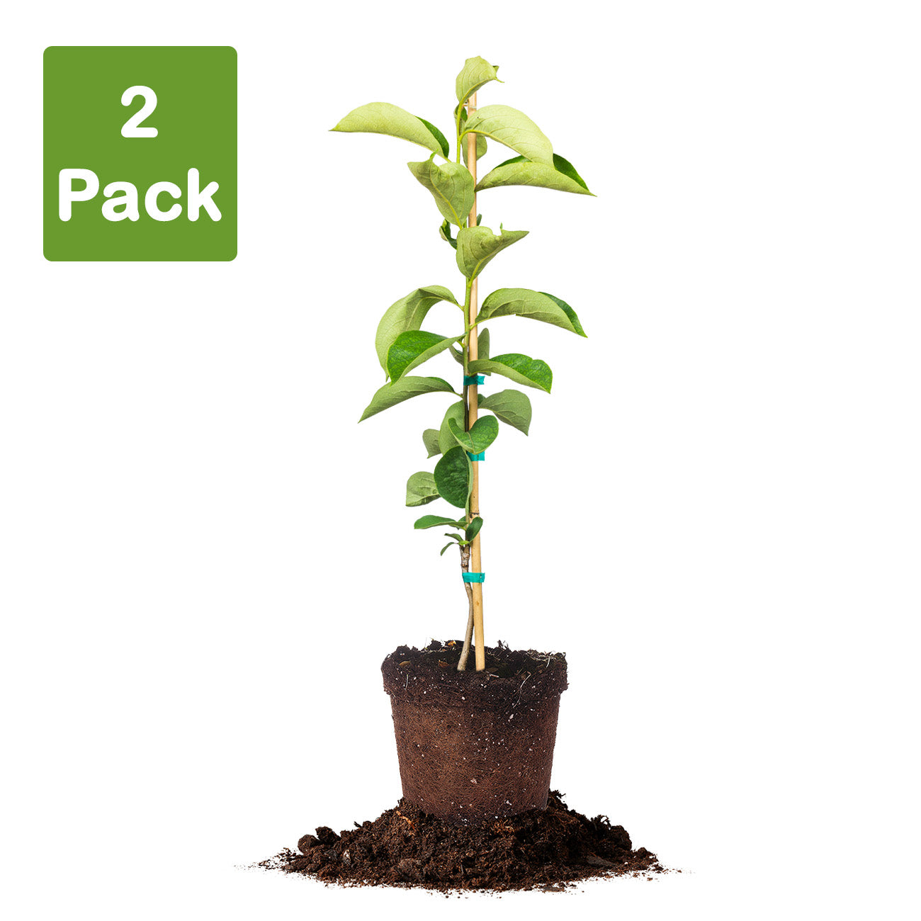 Nikita's Gift Persimmon Tree for Sale Buy Persimmon Trees Perfect