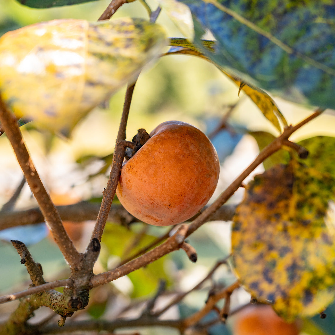 Nikita's Gift Persimmon Tree for Sale | Buy Persimmon Trees | Perfect ...