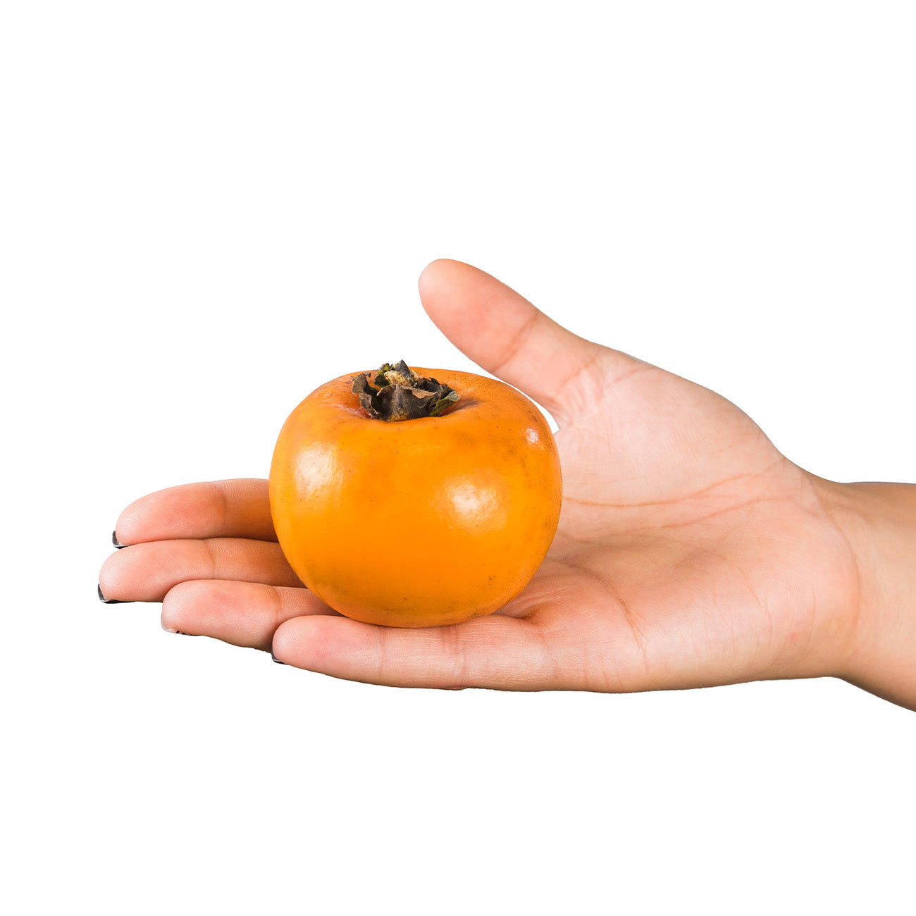 Nikita's Gift Persimmon Tree for Sale Buy Persimmon Trees Perfect