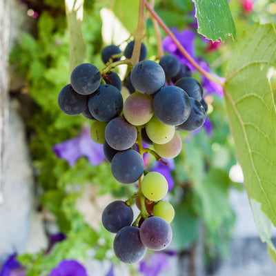 Noble Muscadine Grape Vine Shrub