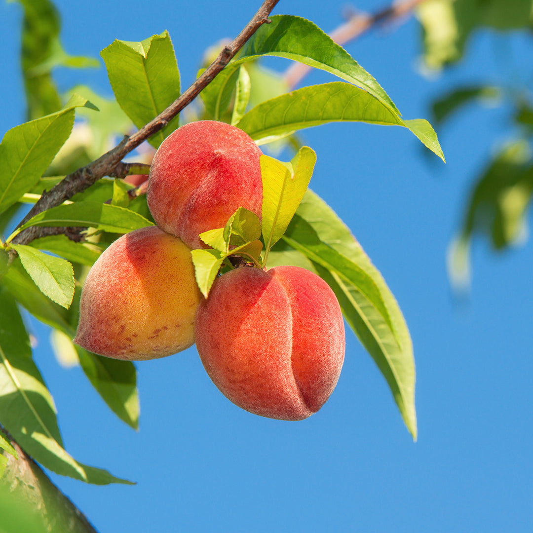Buy O' Henry Peach Tree | Juicy Yellow Fruit | Perfect Plants