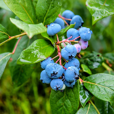 O' Neal Blueberry Bush with ripe fruit on the branches