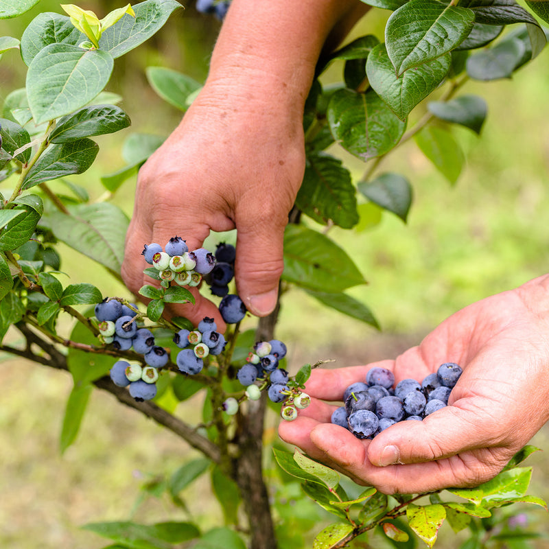 Picking Blueberries from O&