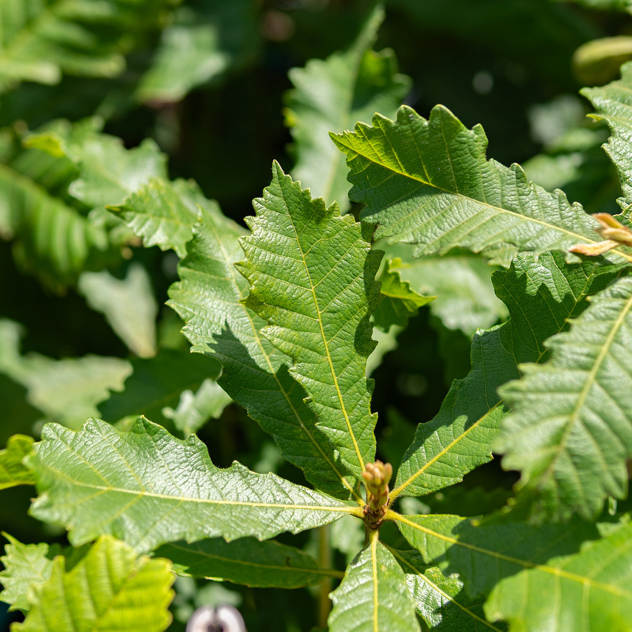Whitetail Deer - Oak Tree Variety Pack for Attracting Deer | Perfect Plants