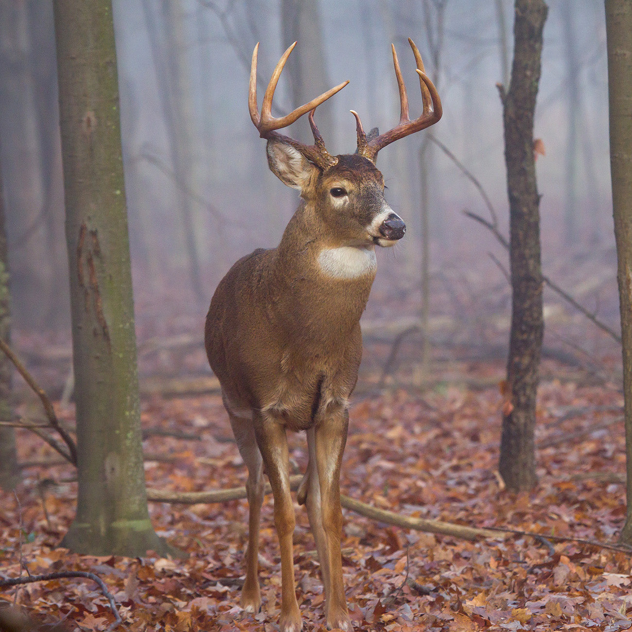 Whitetail Deer - Oak Tree Variety Pack for Attracting Deer | Perfect Plants