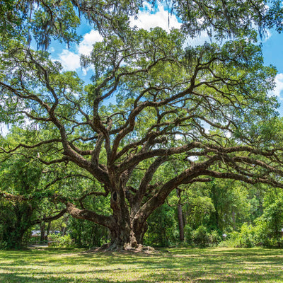 Large southern live oak tree growing in a large grass lawn