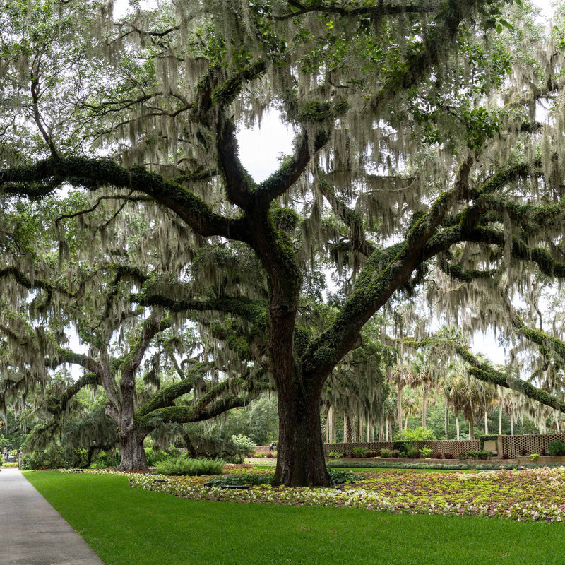 Live oak tree in a grass lawn surrounded by a colorful flower bed