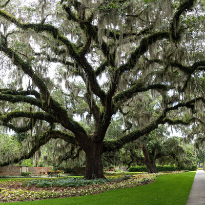Large southern live oak tree covered in Spanish moss in a manicured landscape