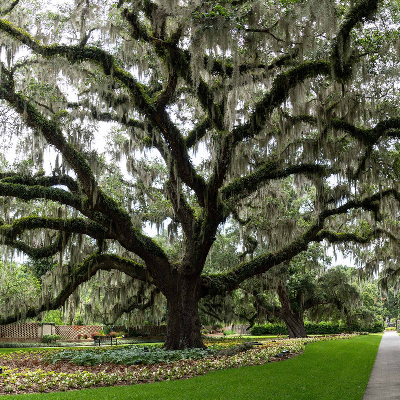 Large southern live oak tree covered in Spanish moss in a manicured landscape
