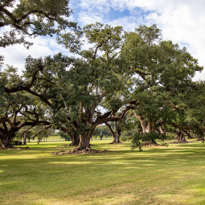 Live oak trees with sprawling branches on a grassy field under a blue sky with clouds.