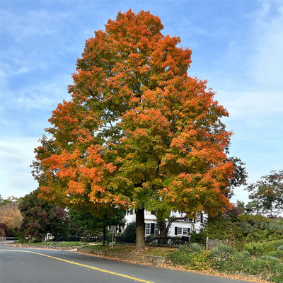 Full grown Nuttall oak tree growing on the side of a residential neighborhood street in fall colors