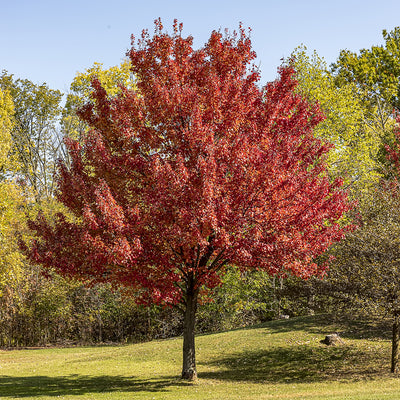 October Glory Red Maple Tree