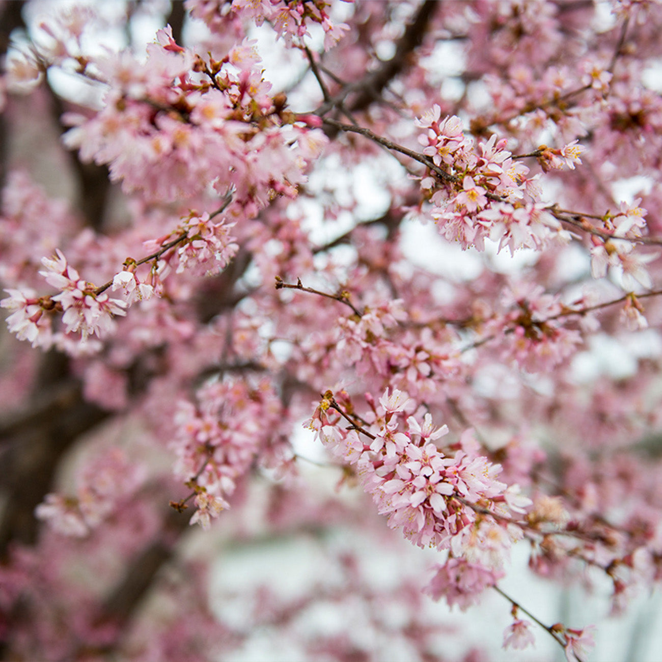 Okame Cherry Tree