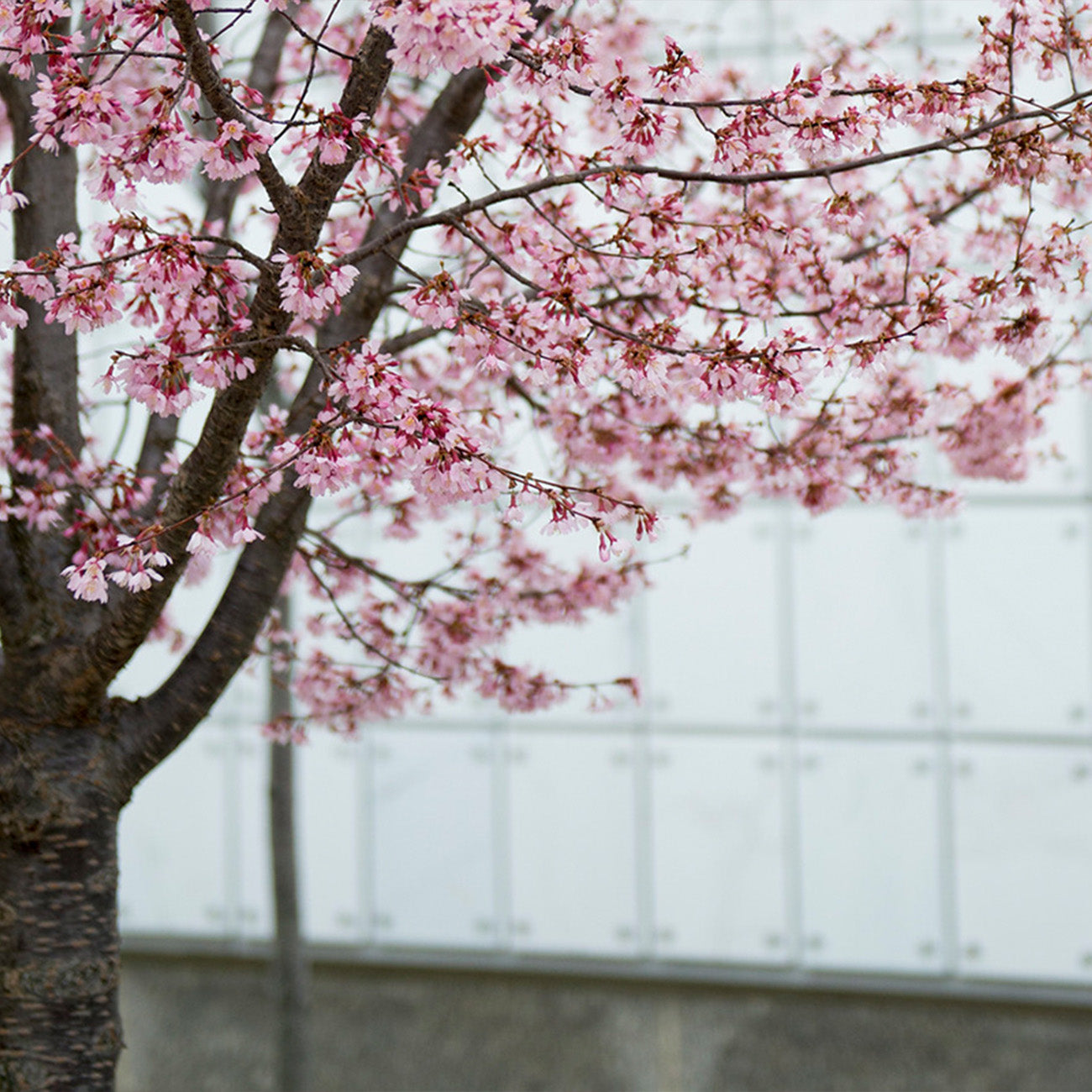 Okame Cherry Tree
