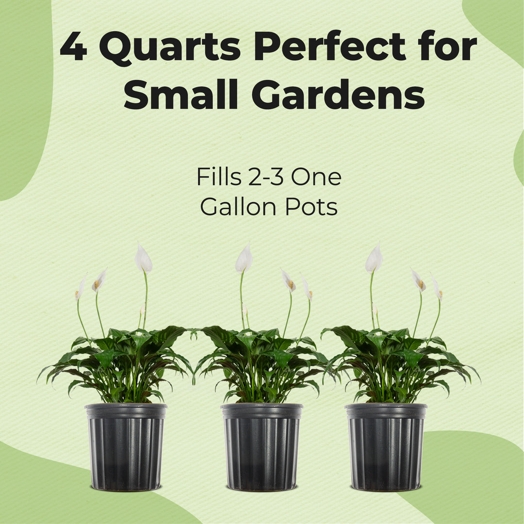 peace lily soil ph Peace Lily Potting Soil