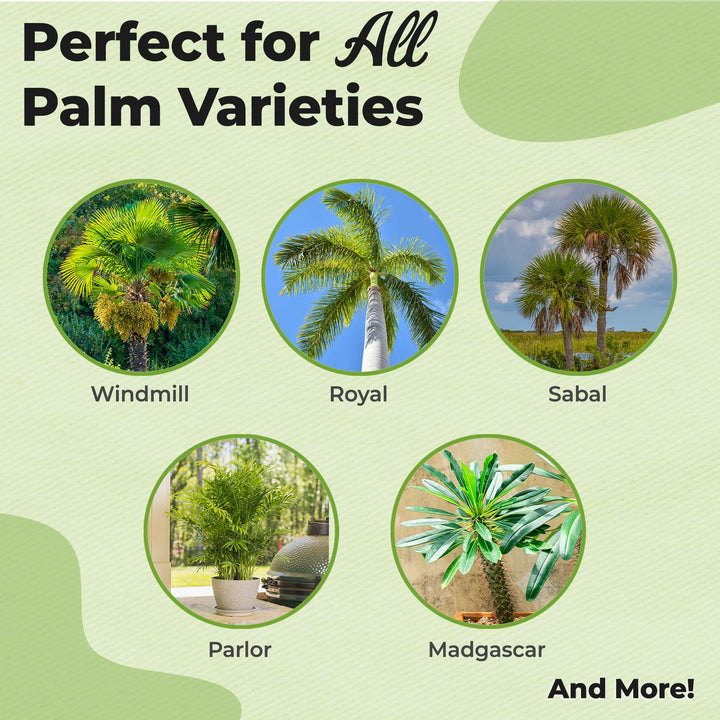 plant food for palm plant Palm Tree Fertilizer