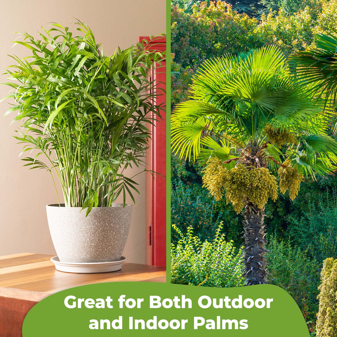 Palm Tree Fertilizer