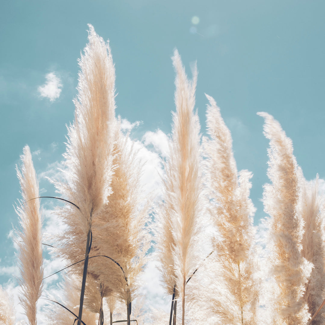 pampas grass indoor plant Buy Pampas Grass Plants for Sale | Ornamental Grass