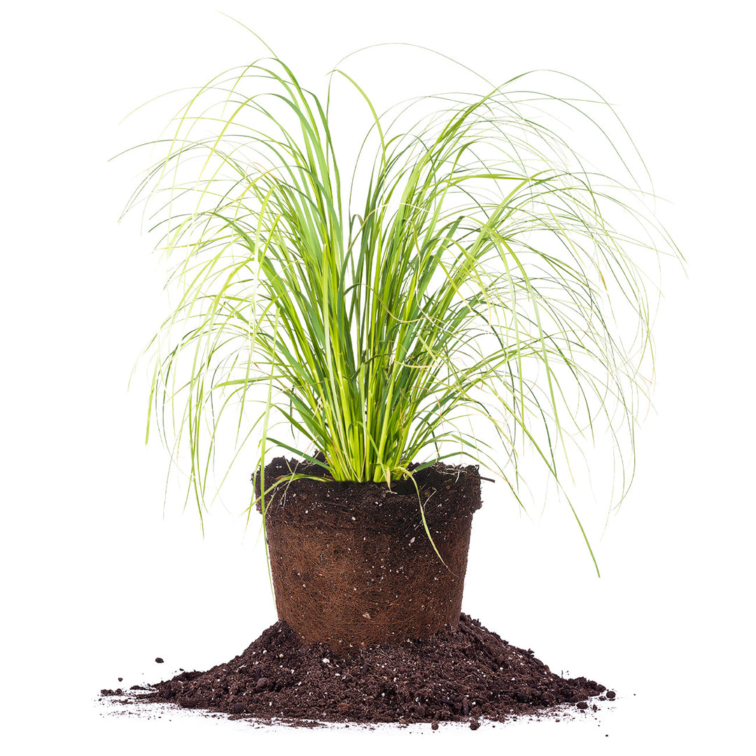 calcium fertilizer for plants Kelzyme Calcium CAFE Micronized (35 lb pail)