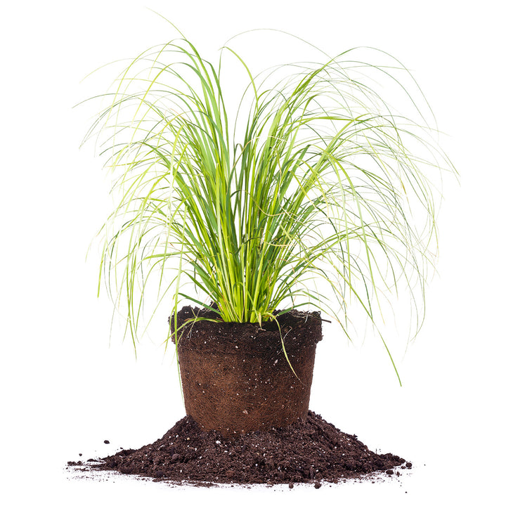 grassy house plant Buy Pampas Grass Plants for Sale | Ornamental Grass