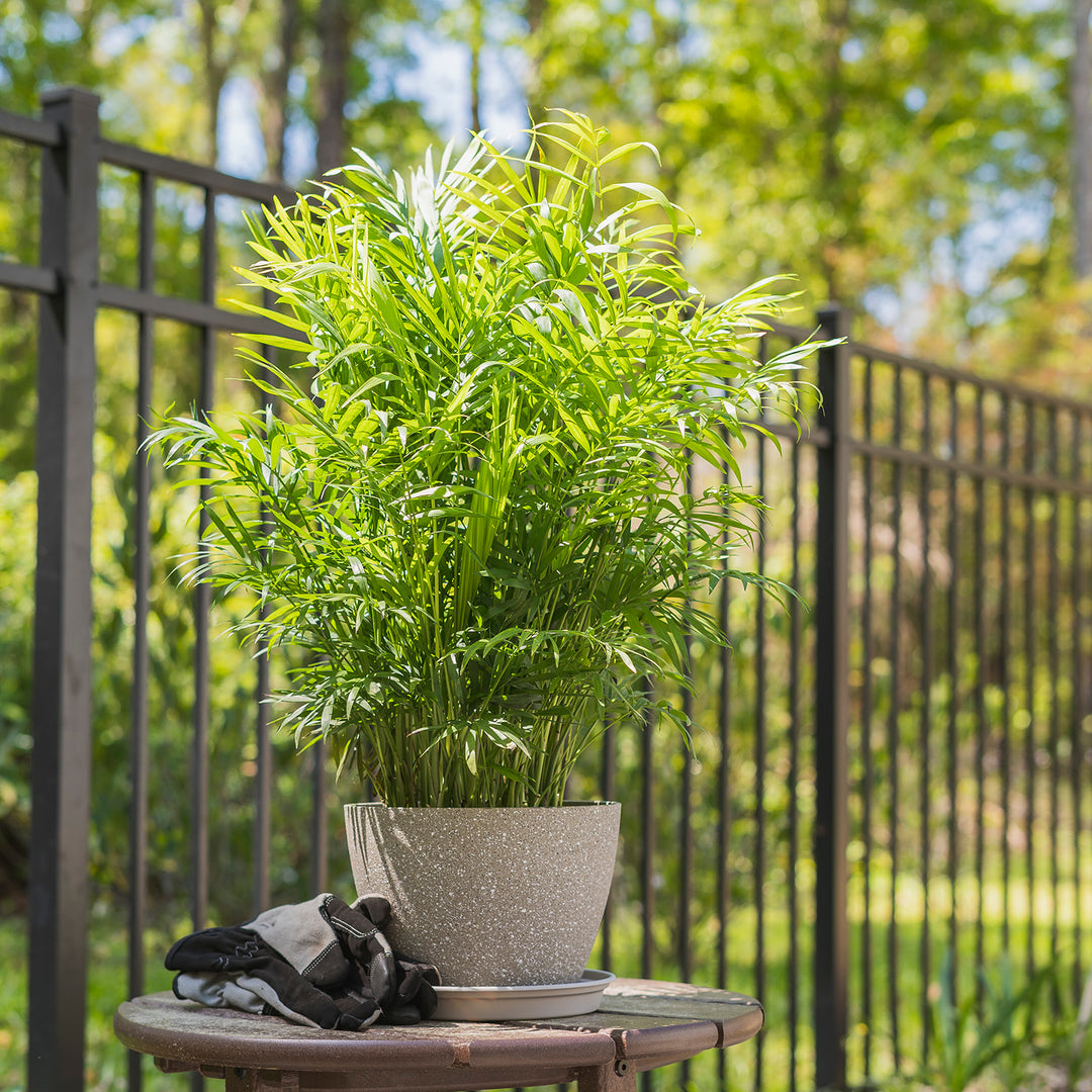 indoor full grown parlor palm Parlor Palm