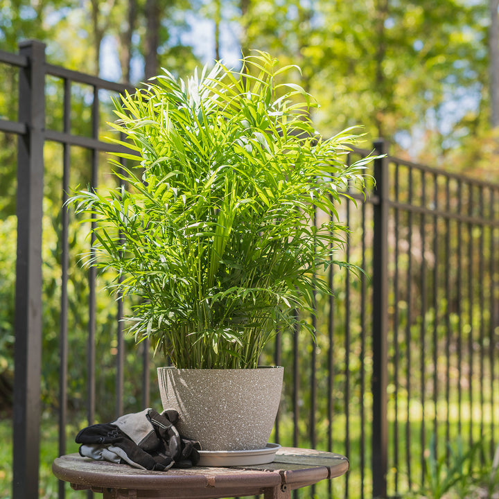 Parlor Palm