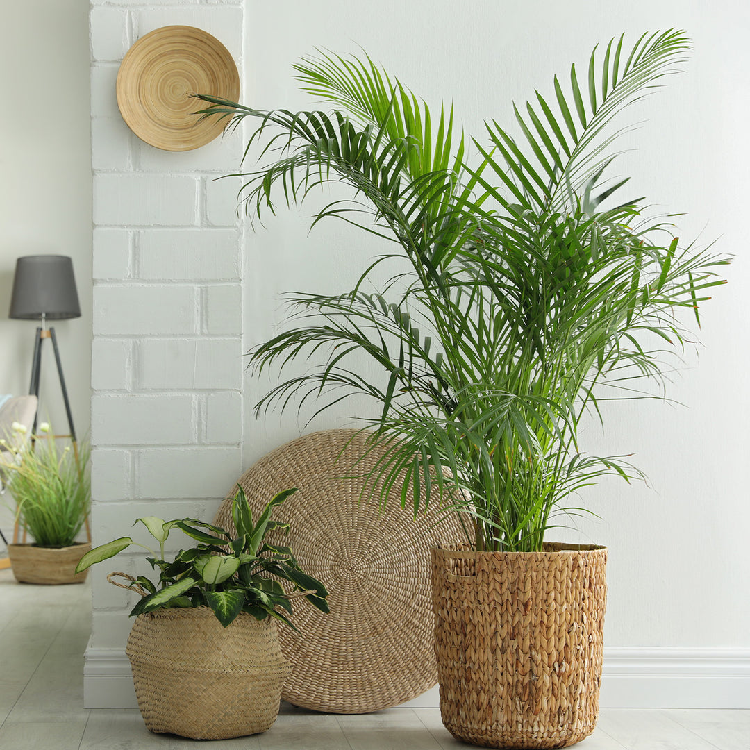 Buy Parlor Palm for Sale | Indoor Houseplant