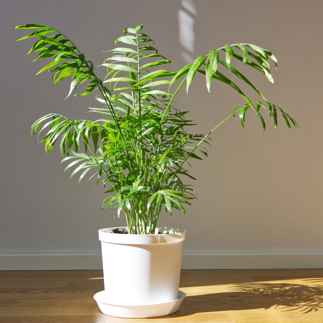 fake parlor palm Buy Parlor Palm for Sale | Indoor Houseplant