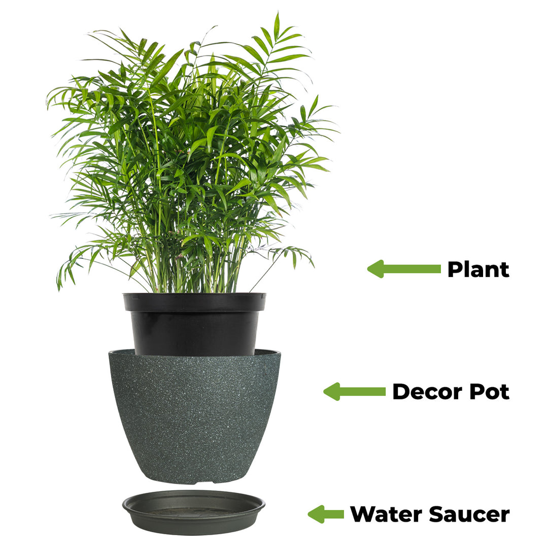 parlor palm near me Buy Parlor Palm for Sale | Indoor Houseplant