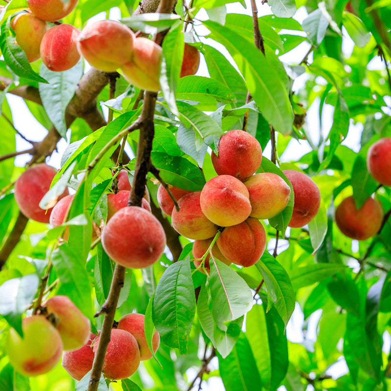 Shop Contender Peach Trees For Sale Online Perfect Plants Shop contender peach trees for sale online perfect plants