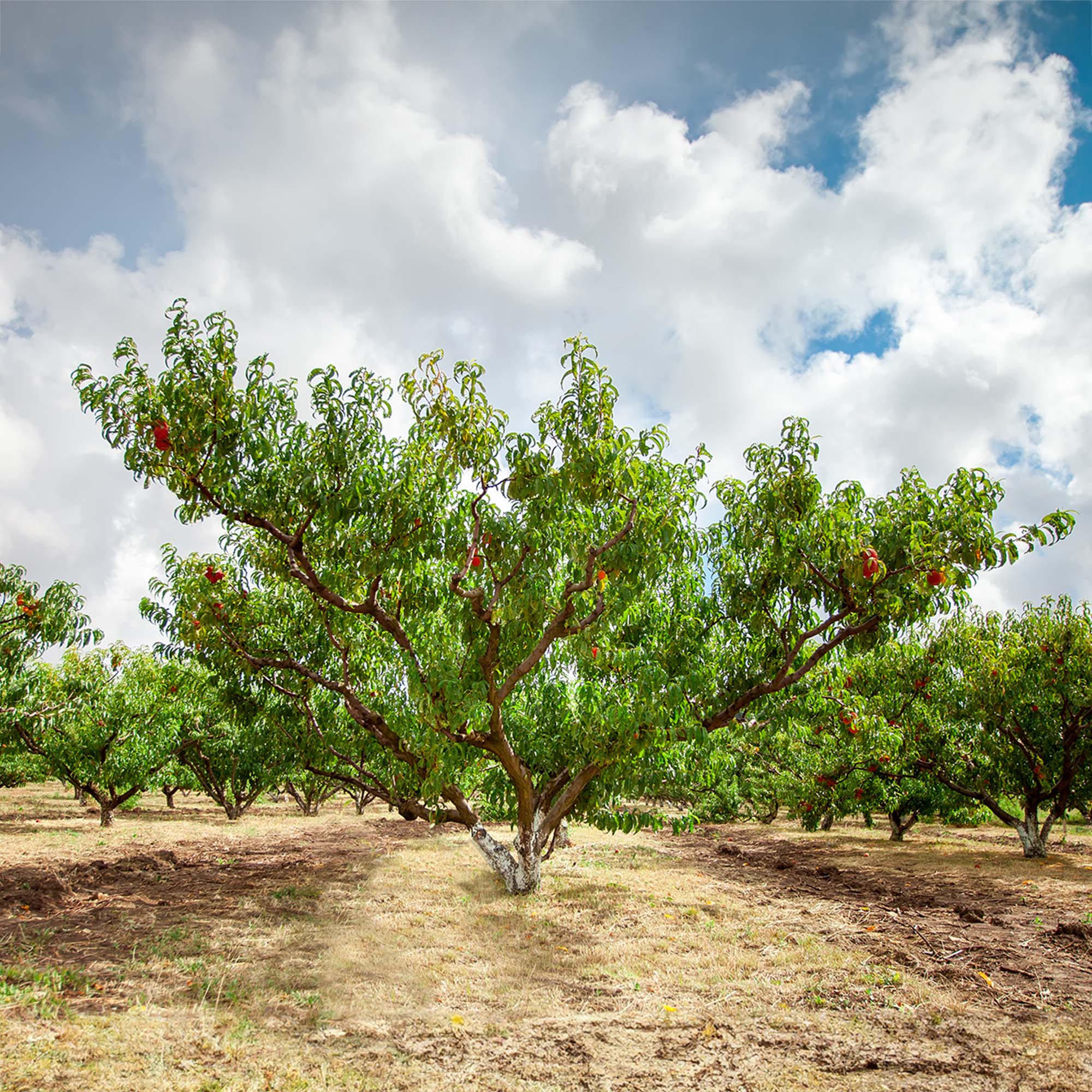 Shop Contender Peach Trees For Sale Online Perfect Plants Shop contender peach trees for sale online perfect plants