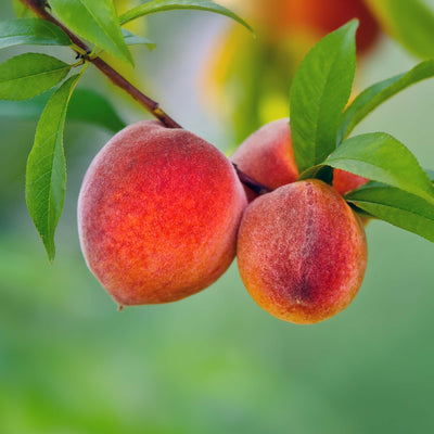 red Haven Peach tree growing ripe fruit in summer