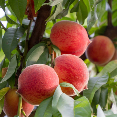 Red Haven Peach tree for sale