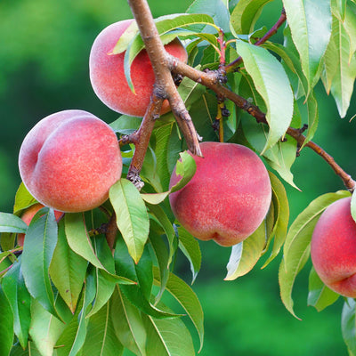 Red Haven peach tree stone fruit for sale online