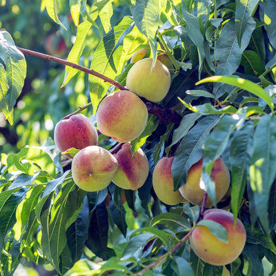 White Lady fruiting Peach tree with ripe stone fruit on branches