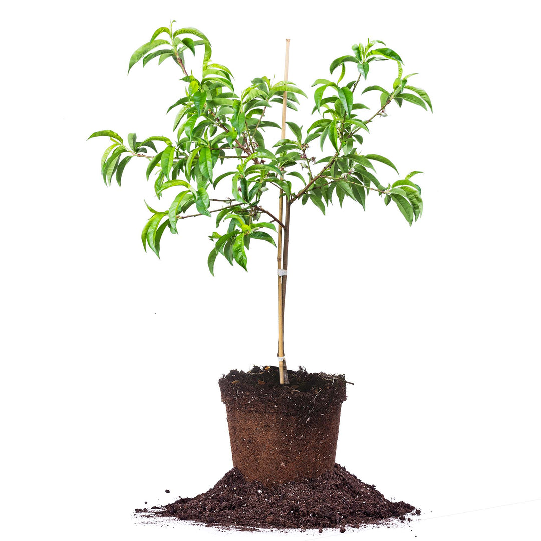 Shop White Lady Peach Trees for Sale | Perfect Plants