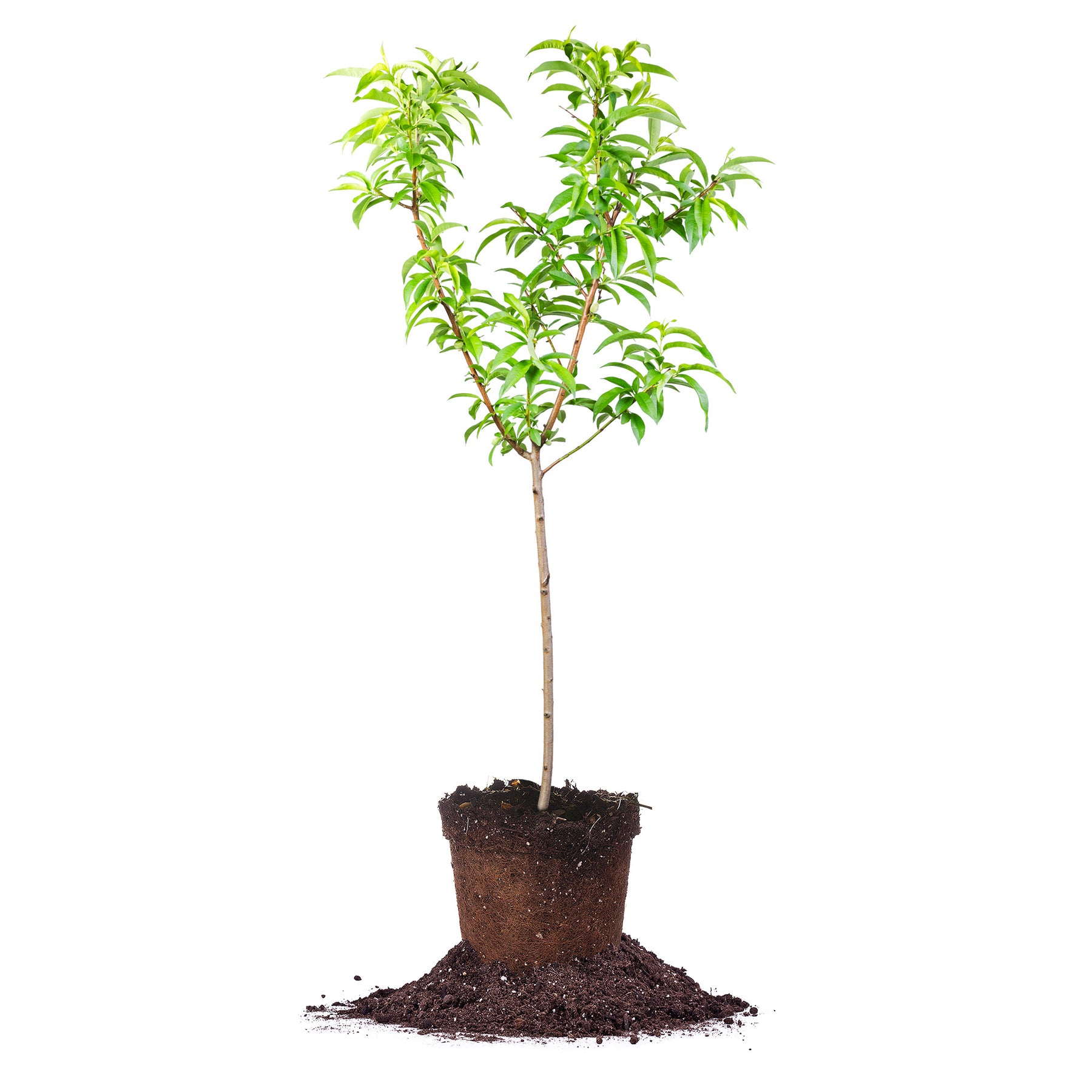 Shop Contender Peach Trees For Sale Online Perfect Plants Shop contender peach trees for sale online perfect plants