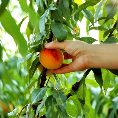 Reliance peach tree for sale online