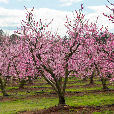flowering Reliance peach tree