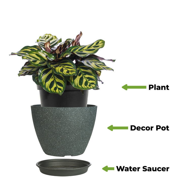 peacock plant air purifier Peacock Calathea Makoyana Plant - 6 Inch Pot
