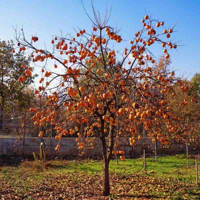Deer Candy Persimmon tree covered in hundreds of ripe persimmon fruit, growing in a front yard landscape