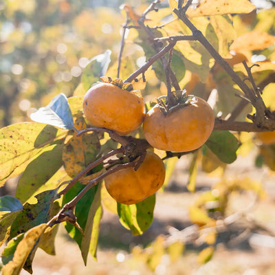 Three Hana Fuyu Persimmon fruits on a branch with green leaves in the background