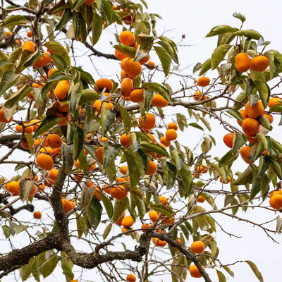A close-up view of a tree branch covered with Maekawa Jiro persimmon fruits and green leaves against a pale sky background.