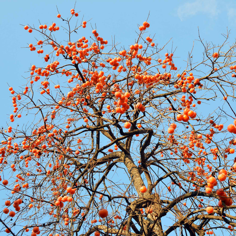 Morris Burton Persimmon Tree